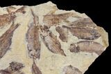 11.2" Fossil Fish (Gosiutichthys) Mortality Plate - Lake Gosiute - #130009-3